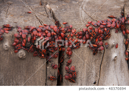 Pyrrhocoris apterus or Bedbugs-soldiers on a tree, red-black beetles 48370894