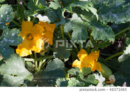 Zucchini or courgette with flowers in a vegetable garden 48371065