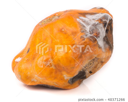 one spoiled pattypan with mold isolated on white background one spoiled pattypan with mold isolated on white background 48371266