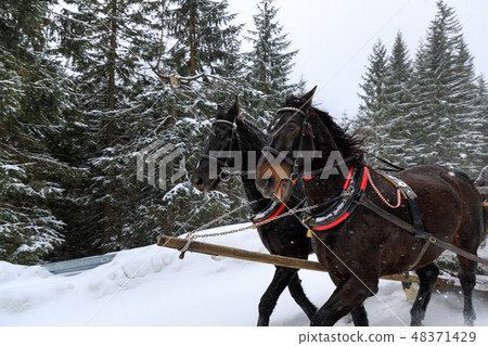 圖庫照片: horse carriage in mountains in winter