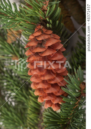 pine cone on the branch fir close-up pine cone on the branch fir close-up 48371437