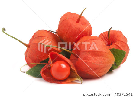 heap of husk tomatoes or physalis with leaf isolated on white background heap of husk tomatoes or physalis with leaf isolated on white background 48371541