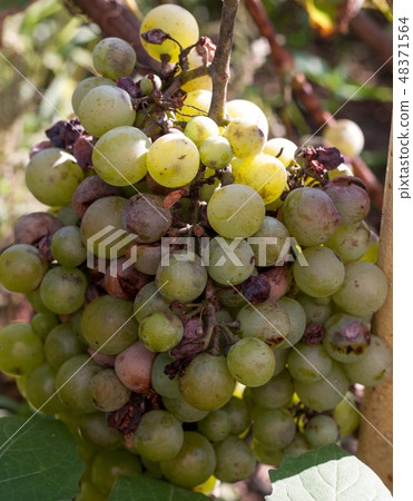 bunch of overripe rotting white grape closeup bunch of overripe rotting white grape closeup 48371564