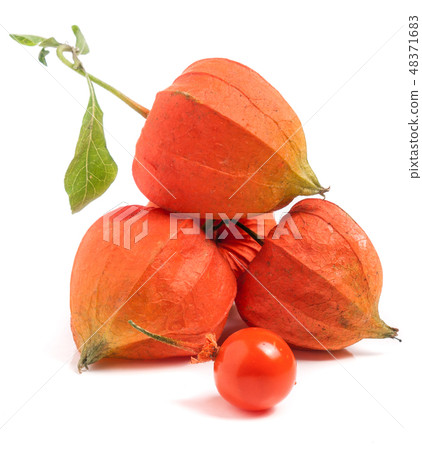 husk tomatoes or physalis with leaf isolated on white background husk tomatoes or physalis with leaf isolated on white background 48371683