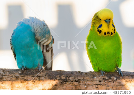 Close up two budgies or Melopsittacus undulatus perching Close up two budgies or Melopsittacus undulatus perching 48371990