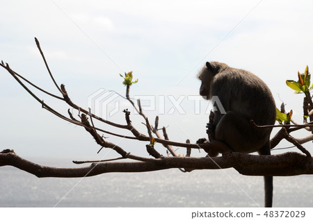 Monkey on tree on summer day Monkey on tree on summer day 48372029