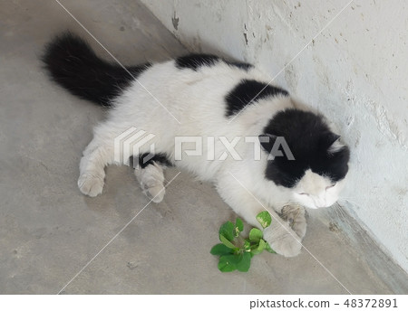 Domestic Cat Eating Indian Acalypha or Cat Grass Domestic Cat Eating Indian Acalypha or Cat Grass 48372891