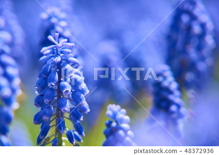 滿地開花的穆斯卡里花特寫鏡頭 48372936