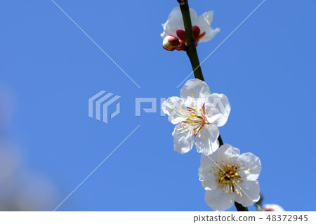 白梅 48372945