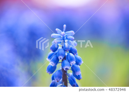 穆斯卡里花束中央 48372946