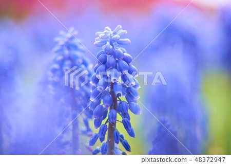 穆斯卡里盛開的鮮花 48372947