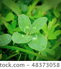 四片葉子的三葉草 48373058