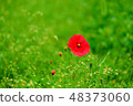 罌粟花 48373060