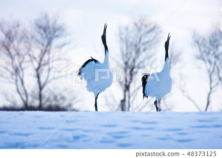 丹頂鶴 48373125