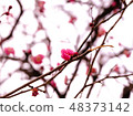 梅花 48373142