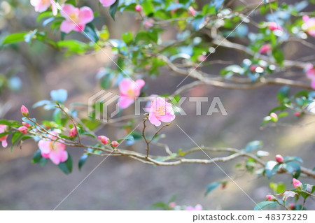 山茶花花港口黎明 山茶花花港口黎明 48373229