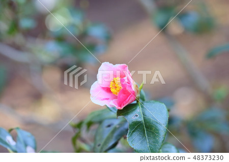 山茶花花覆蓋秋天山 山茶花花覆蓋秋天山 48373230