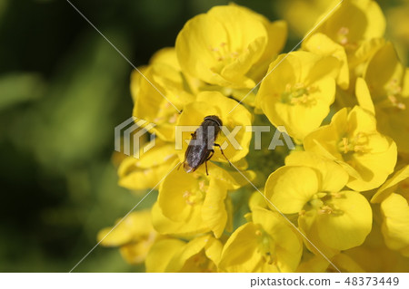 Tsunagro kimba和油菜花 Tsunagro kimba和油菜花 48373449