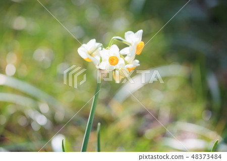 日本水仙花花 日本水仙花花 48373484