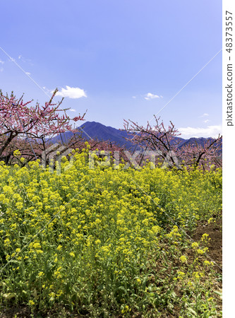 桃花和藍天 48373557