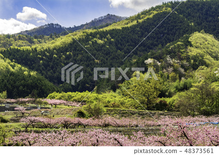 桃花和藍天 48373561