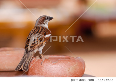 Little Sparrow sits on a clay ashtray, against the background of a blurred landscape. Selective Little Sparrow sits on a clay ashtray, against the background of a blurred landscape. Selective 48373622