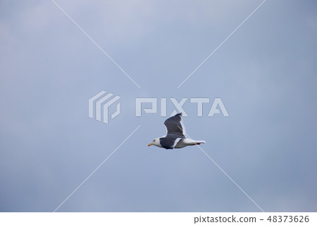 海鷗 48373626
