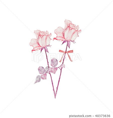 Roses Flower Material Card Material Banner Material for web 48373636