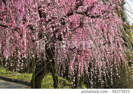 Dangling plum 48373655