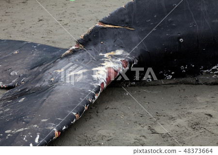 Humpback whale washes ashore and died Humpback whale washes ashore and died 48373664