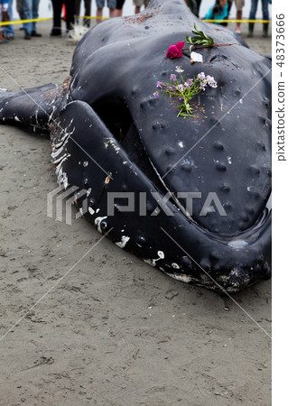 Juvenile Humpback whale washes ashore and died 48373666