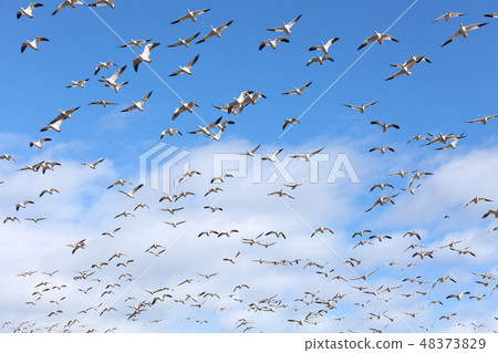Snow Goose Snow Goose 48373829