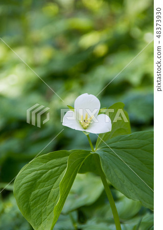 White field flower Ooba nano enle ele White field flower Ooba nano enle ele 48373930