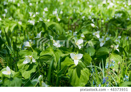 White field flower Ooba nano enle ele 48373931