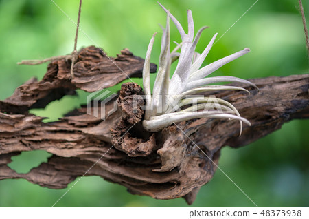 懸掛空氣植物和浮木 懸掛空氣植物和浮木 48373938
