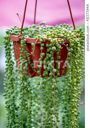 Hanging of a succulent plant green necklace 48373944