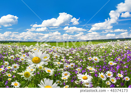 spring landscape with flowering flowers on meadow spring landscape with flowering flowers on meadow 48374173