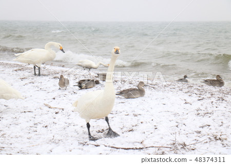 Inawashiro湖天鵝在冬天 Inawashiro湖天鵝在冬天 48374311