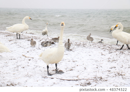 Swans of Inawashiro Lake in winter 48374322