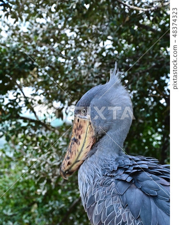 Relaxing hatchbill Relaxing hatchbill 48374323