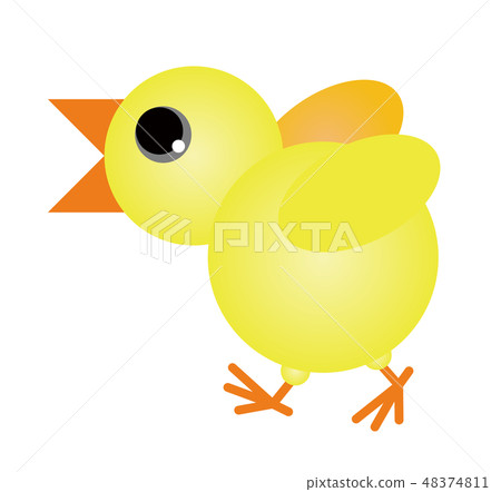 Chick illustration Chick illustration 48374811