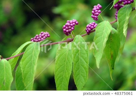 Plant Plant 48375061