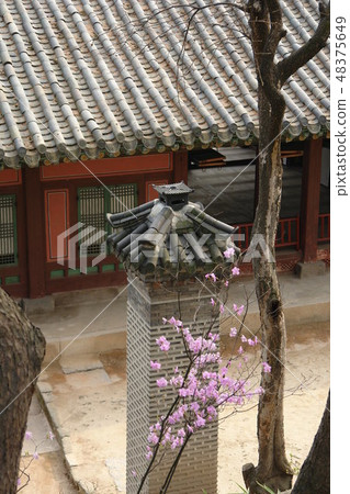 Azalea, Changgyeonggung, Jongno-gu, Seoul Azalea, Changgyeonggung, Jongno-gu, Seoul 48375649