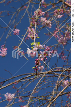 Cherry blossoms Cherry blossoms 48376118