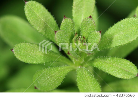 Natural plant Yaemgura, weed that stands out in the early spring. Young leaves are round and gradually becoming more elongated Natural plant Yaemgura, weed that stands out in the early spring. Young leaves are round and gradually becoming more elongated 48376560