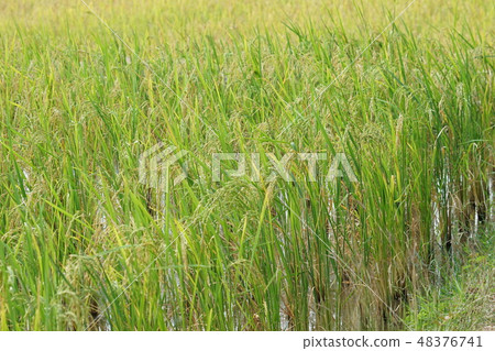 米領域在泰國，米領域，稻田，泰國米 48376741