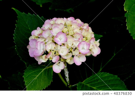 Pink and white colored hydrangea flowers blooming in Mitaka Nakahara Pink and white colored hydrangea flowers blooming in Mitaka Nakahara 48376830