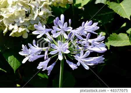 開花在三鷹中原的淺粉紅色的紫色愛情花 48377075