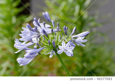 Light pink purple Agapanthus flowering in Mitaka Nakahara 48377081
