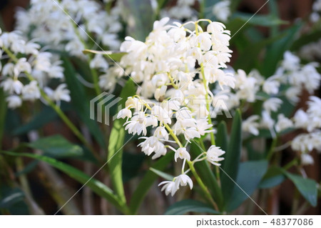 Small run flowers 48377086